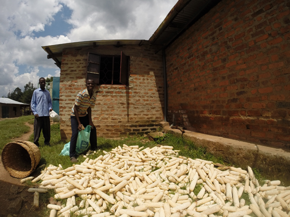 drying corn