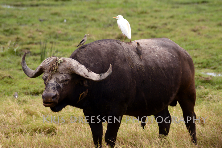 buffalo at amboseli