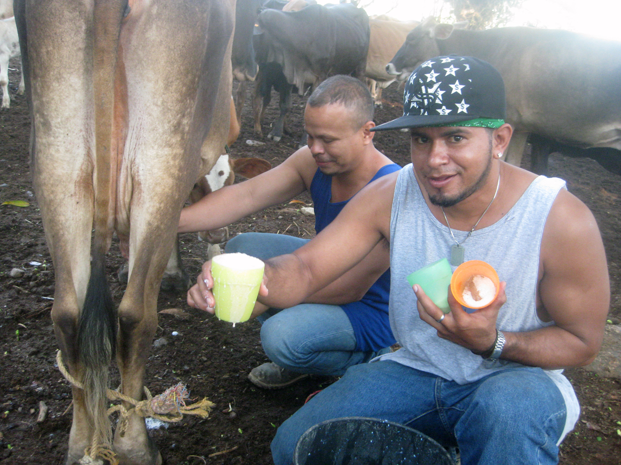 foamy milk straight from utter to cup