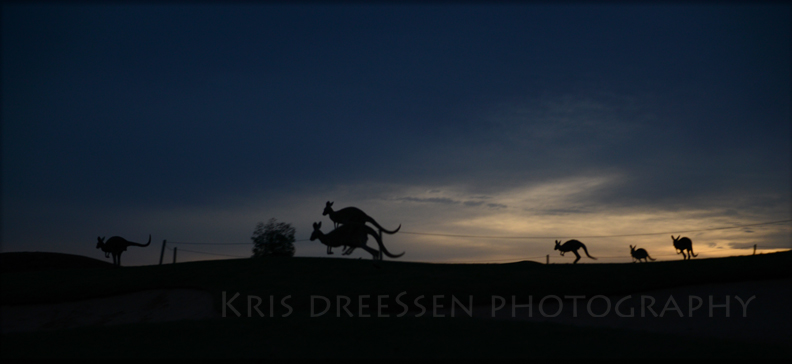 Kalgoorlie kangaroos