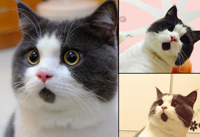 cats looking surprised from a website