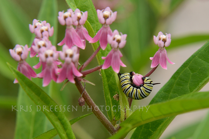 monarch larvae on milkweed flower